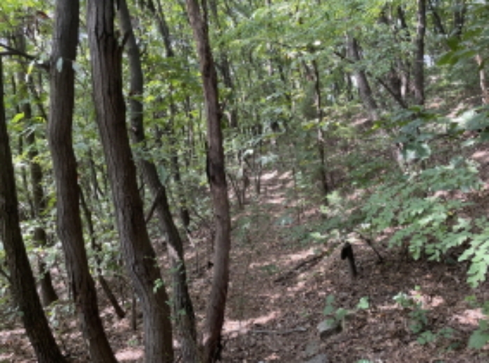 분당동 산 43-19 현장부근 사진