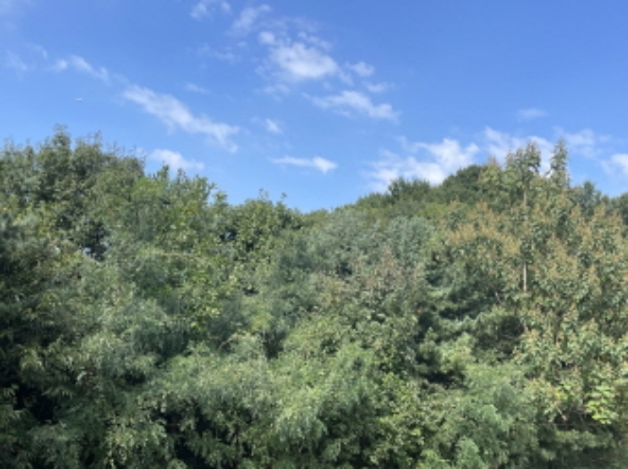 분당동 산 43-18 현장부근 사진