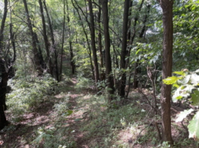 분당동 산 43-18 현장부근 사진