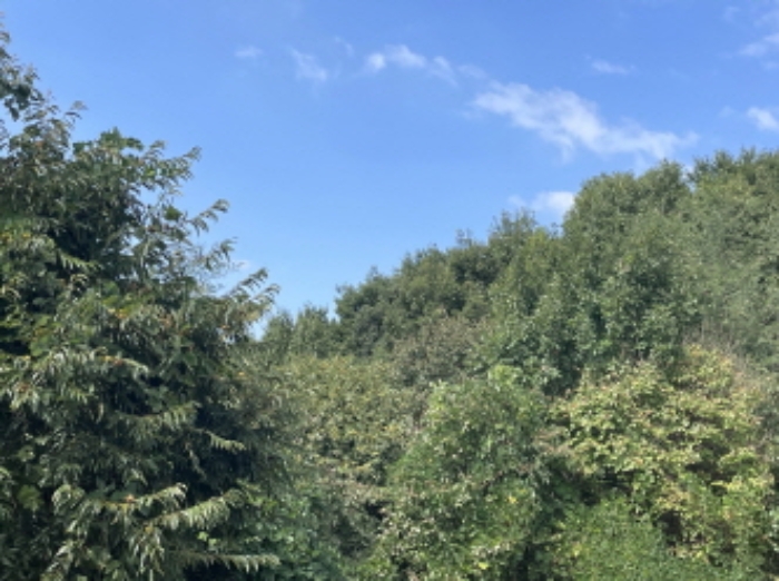 분당동 산 43-19 현장부근 사진