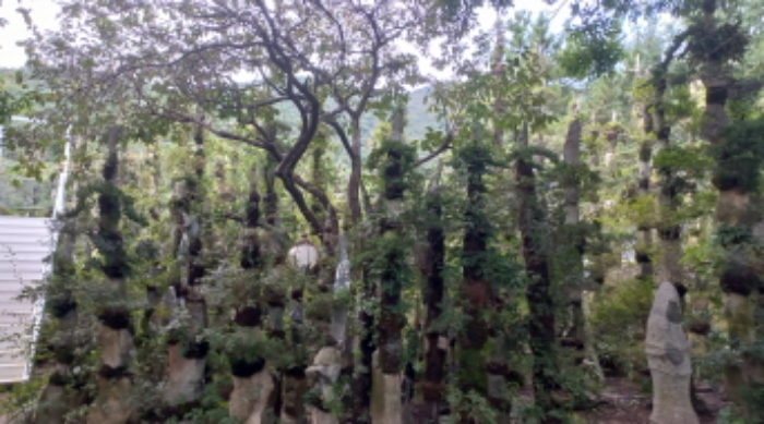 지상 소재 석부작등