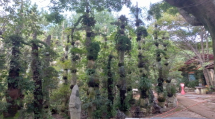 지상 소재 석부작등