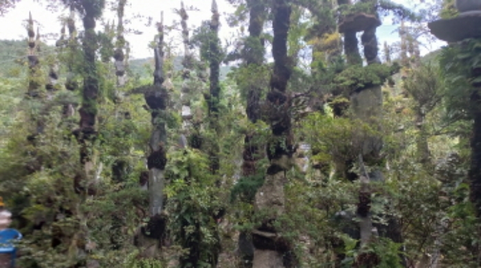 지상 소재 석부작등