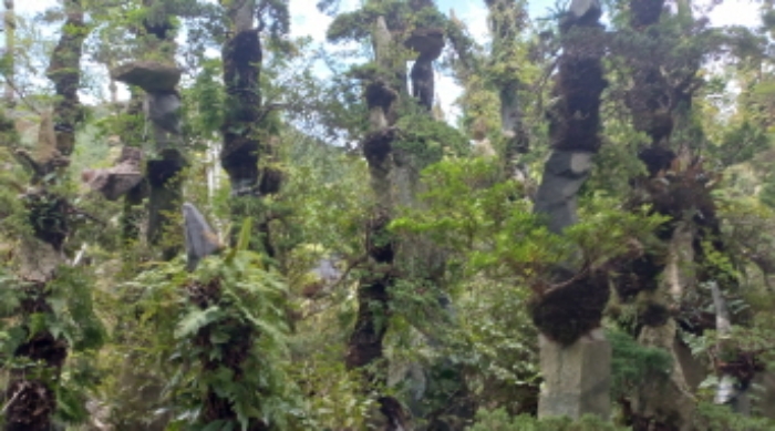 지상 소재 석부작등