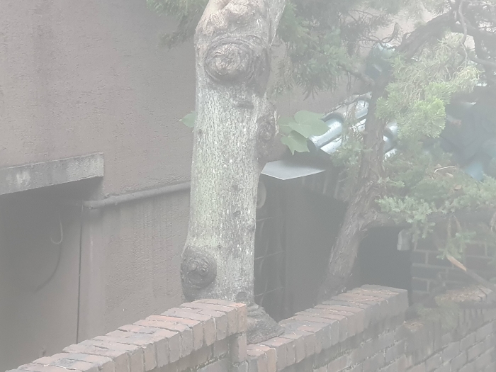 출입대문 안측 전면