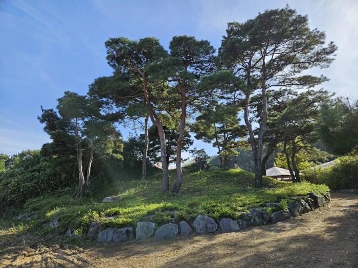 [ 일련번호 6),8) 지상 조경수 및 조경석 일체(감정평가 외) ]