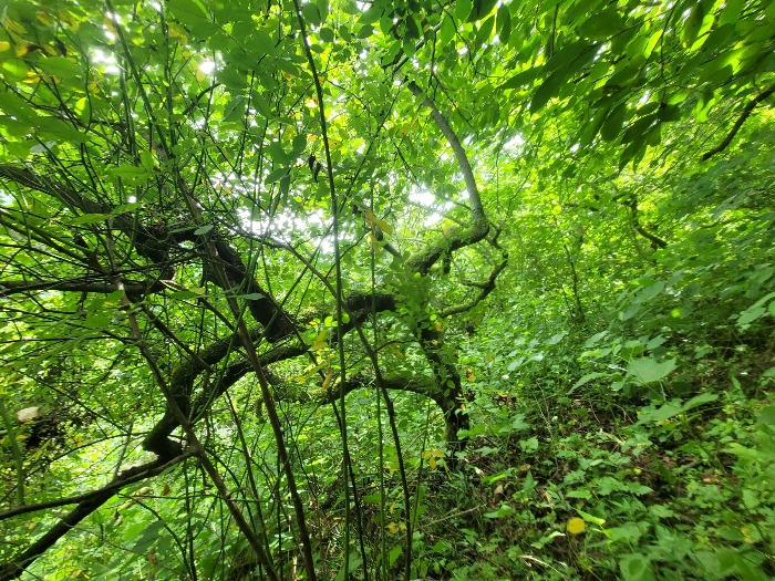 본건 및 지상 제시외수목