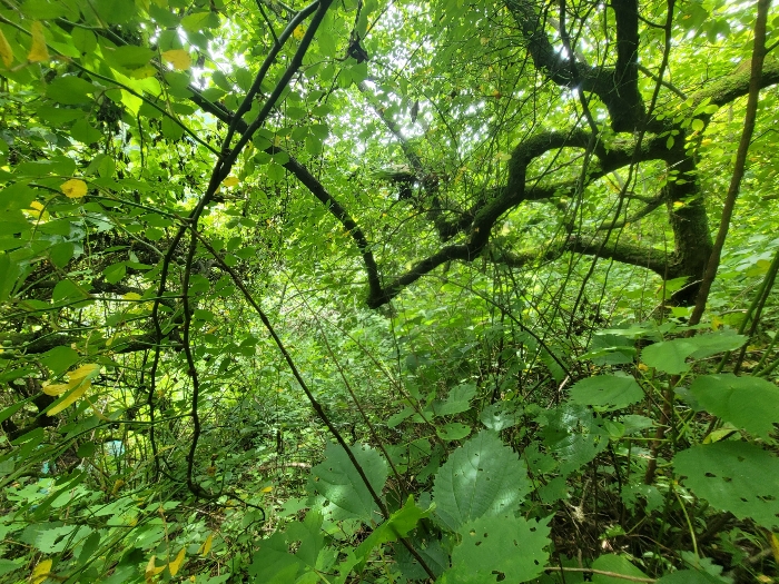 본건 및 지상 제시외수목