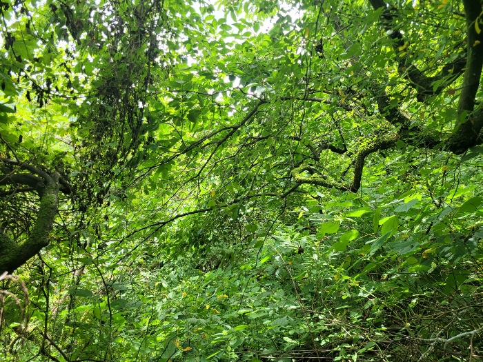 본건 및 지상 제시외수목