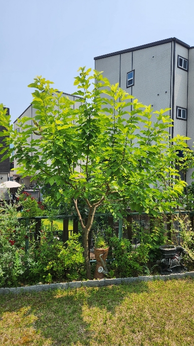 오디나무(평가제외)