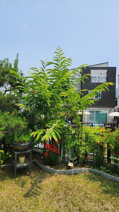 밤나무(평가제외)