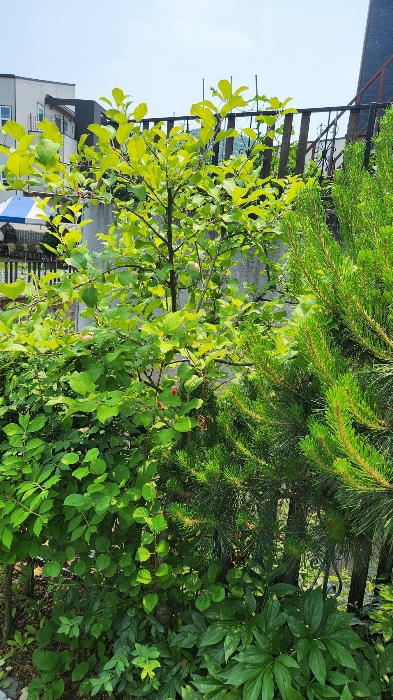 사과나무(평가제외)