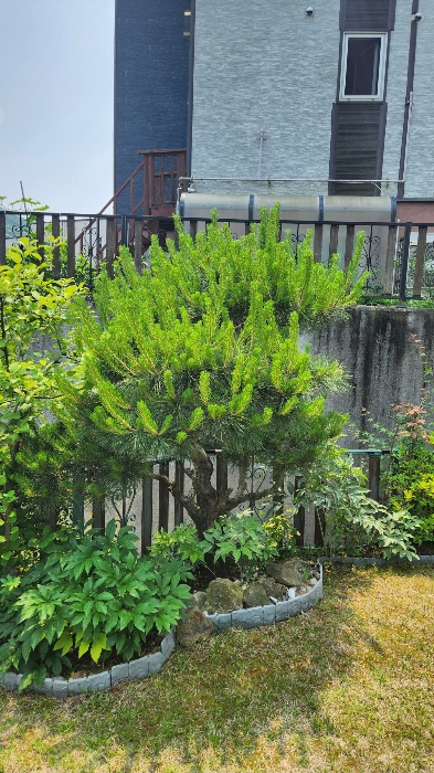 소나무(평가제외)