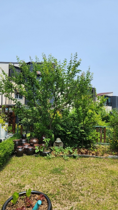 자두나무(평가제외)