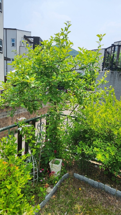 사과나무(평가제외)