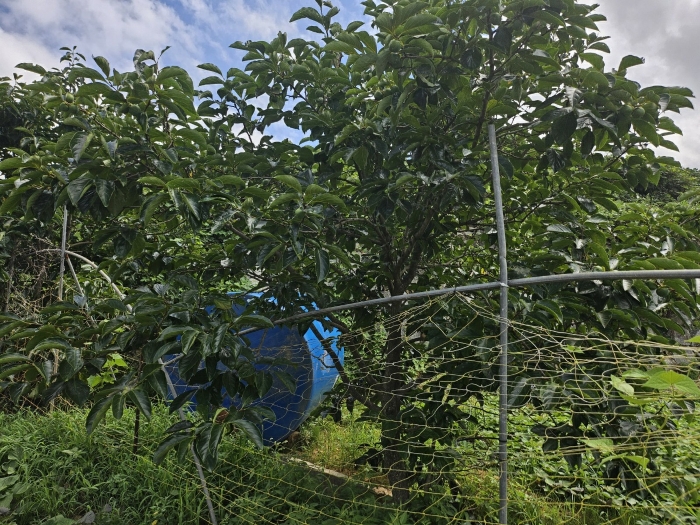 기호(4) 지상에 소재하는 제시외수목 등