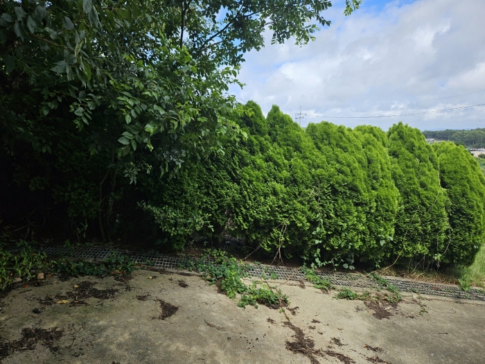 기호(5-7)지상에 제시외수목 등