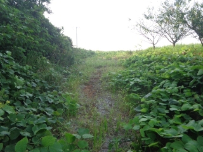 [목록 3] 중앙 부분에 개설된 농로와 그 주변의 모습