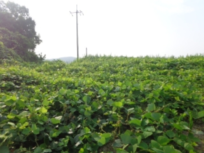 [목록 1, 2] 북서쪽에서 남동쪽을 바라본 모습