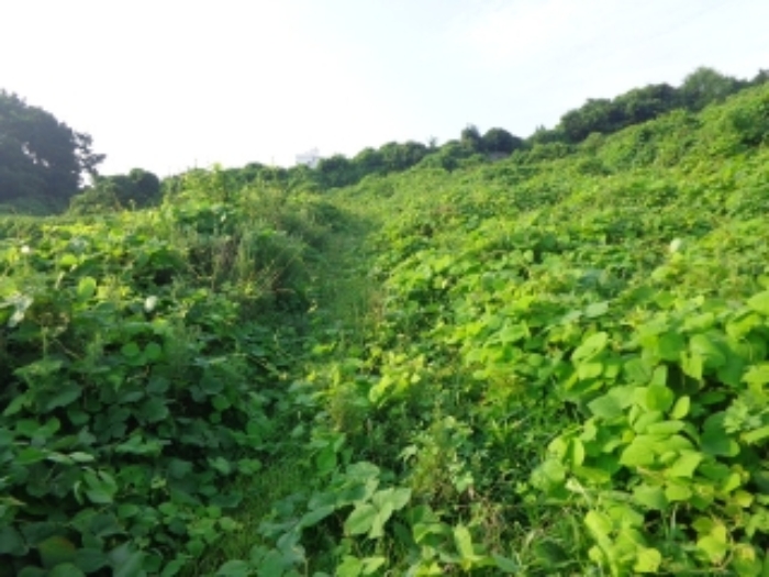 [목록 4] 북쪽 지상에 농로가 개설되어 있는 모습