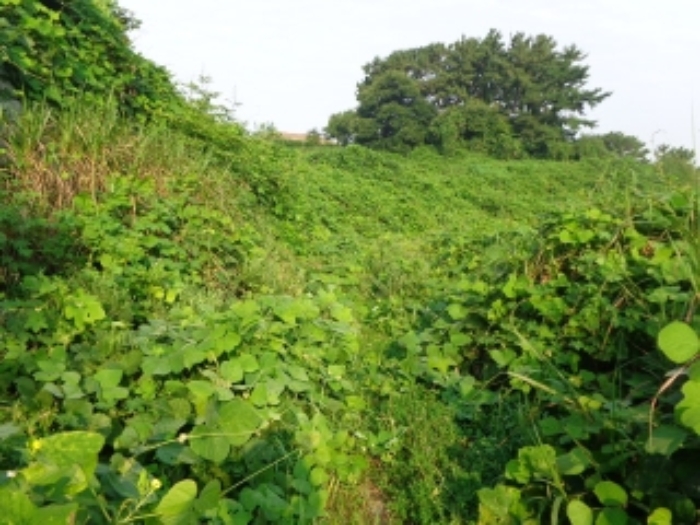 [목록 4] 고남리 1759 전을 에워싸고 있는 형상을 하고 있는 지상과 그 주변의 모습