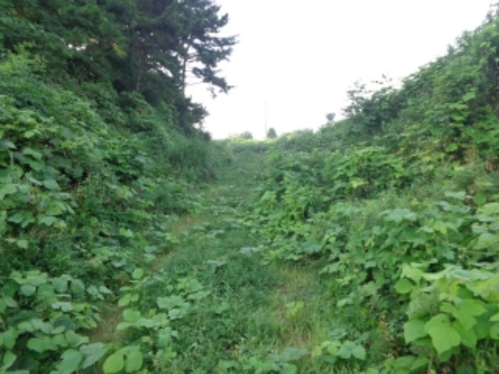 [목록 4] 중앙 부분 지상에 농로가 개설되어 있는 모습