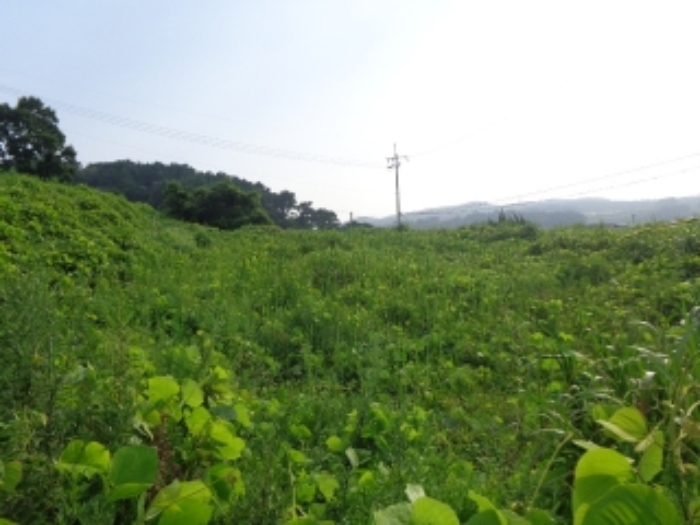 [목록 2] 밭으로 개간하여 이용한 것으로 보이는 아랫단 지상의 모습