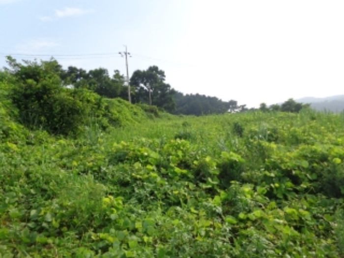 [목록 2] 밭으로 개간하여 이용한 것으로 보이는 중간단 지상의 모습