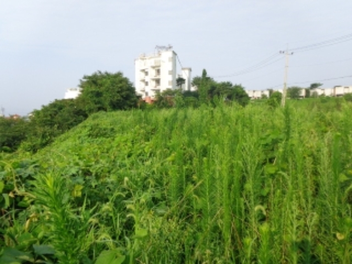 [목록 2] 밭으로 개간하여 이용한 것으로 보이는 윗단 지상의 모습