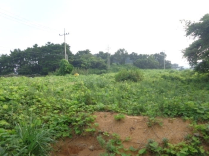 [목록 2] 밭으로 개간하여 이용한 것으로 보이는 윗단 지상의 모습