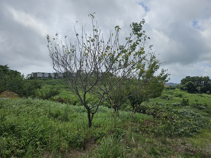 기호(3) 지상에 소재하는 제시외수목 등