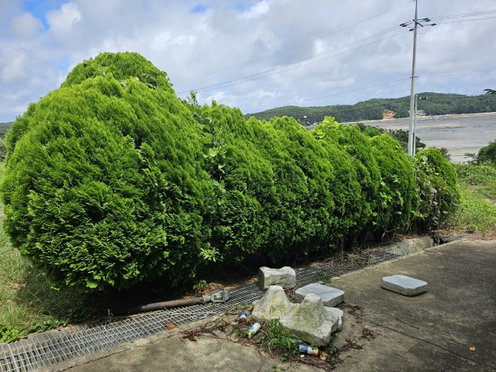 기호(5-7)지상에 제시외수목 등