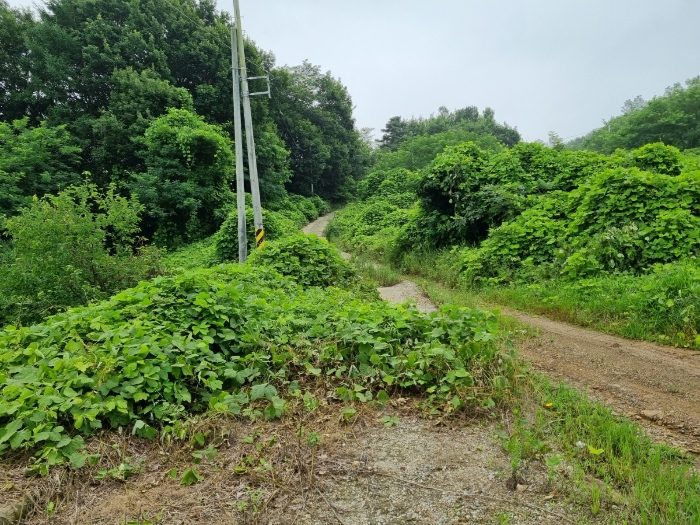 양교리 751-19 진입로 부분