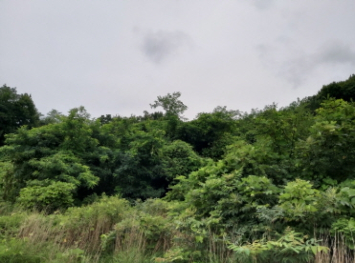 * 본건 목적물4. 5. 전경