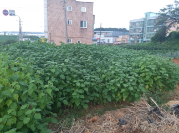 * 본건 목적물 1. 2. 전경