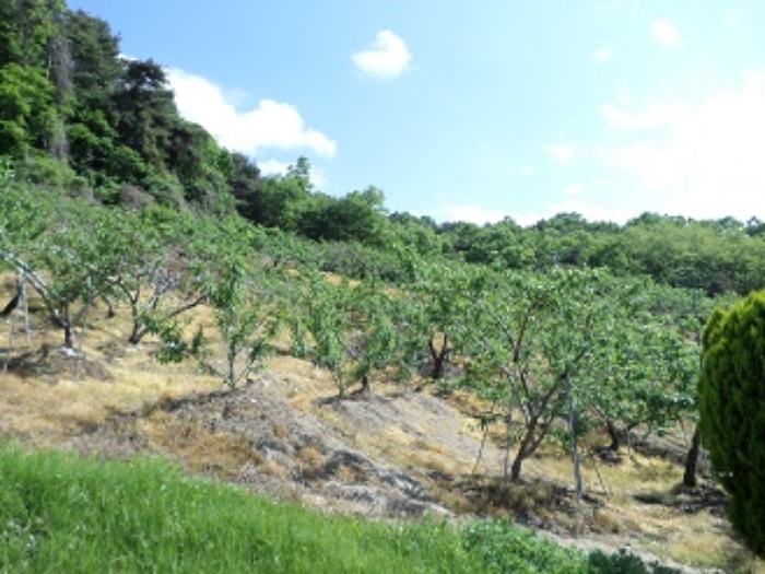 근접촬영(과수원)