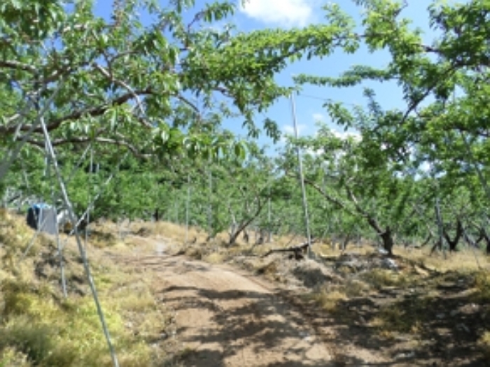 근접촬영(과수원)
