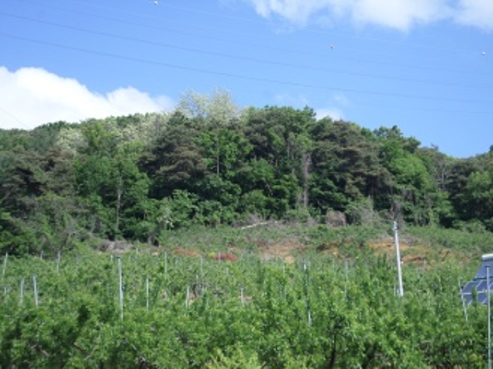 근접촬영(임야등)