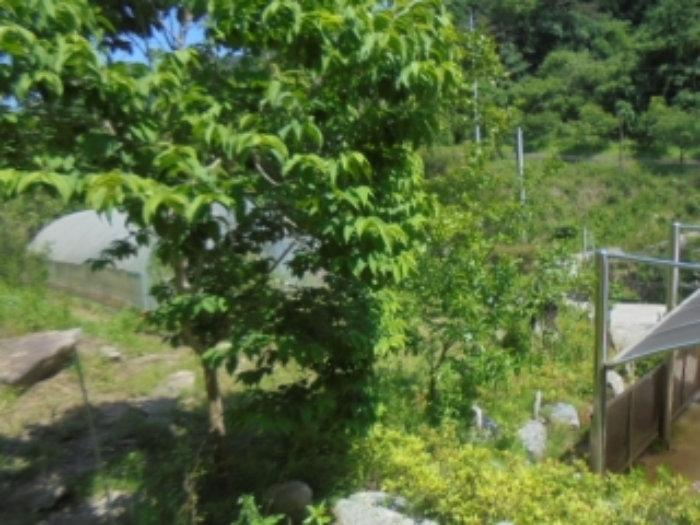 목적물 2번에 조경수