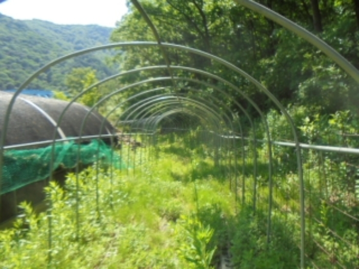 목적물 4번에 파이프조 하우스