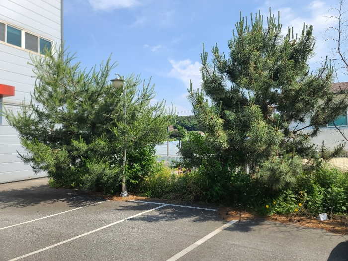 제시외 수목(ㄴ