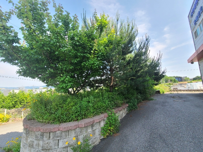 제시외 수목(ㄴ