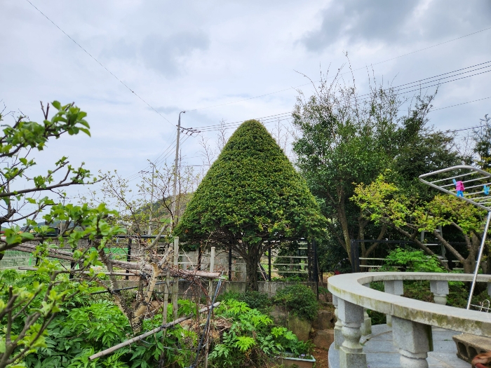 제시외 수목 
주목, 석류나무 등