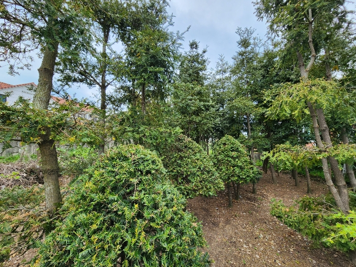 제시외 수목 
주목 등