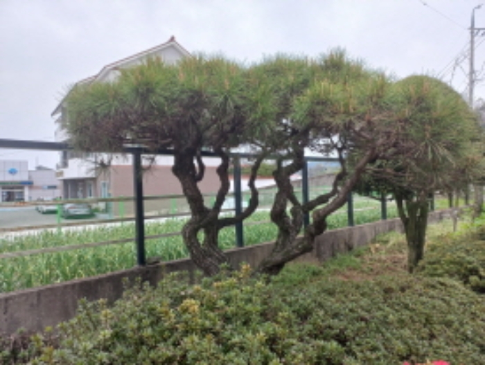 목록번호1소나무