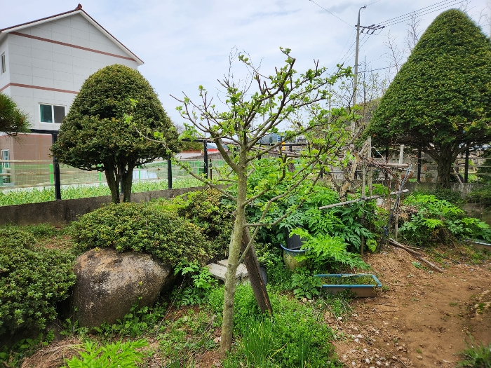 제시외 수목
주목, 연산홍 등
