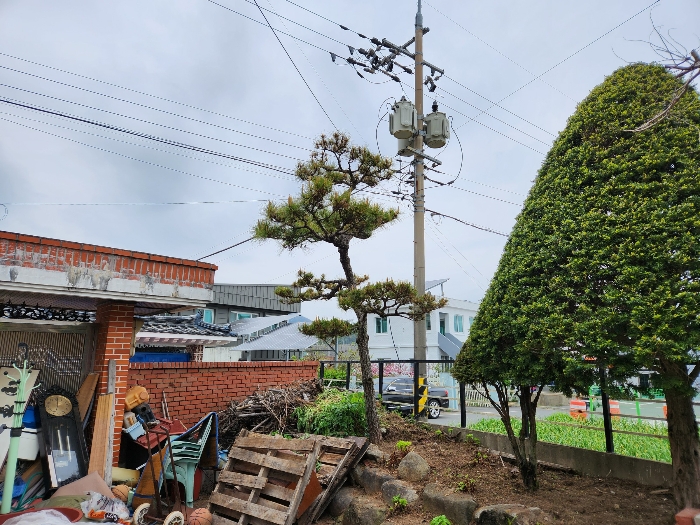 제시외 수목 
소나무 주목 등