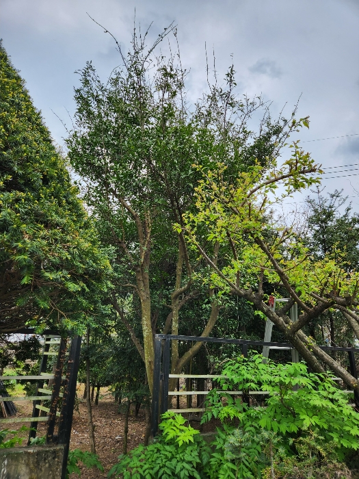 제시외 수목 
유자나무 등