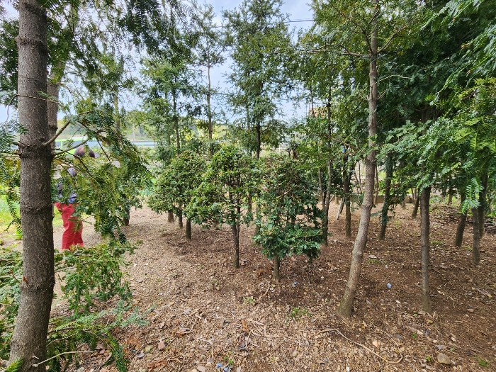 제시외 수목 
주목 등