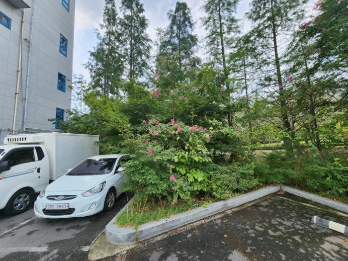 본건 일부 수목